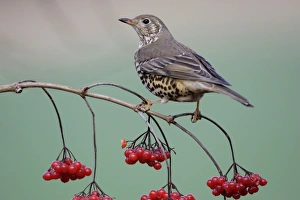 Images Dated 1st February 2005: Mistle Thrush - Perched on Guelder Rose bush in garden, winter. Lower Saxony, Germany