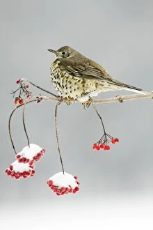 Mistle Thrush - perched on snow covered branch of Guelder Rose bush, winter