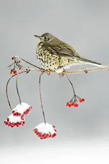 Thrushes Prints: Mistle Thrush - perched on snow covered branch of Guelder Rose bush