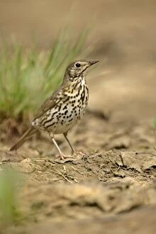 Images Dated 17th May 2006: Mistle Thrush at rain puddle Croatia