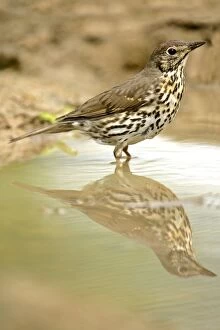 Mistle Thrush - at rain puddle with reflection