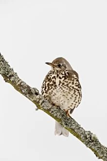 Images Dated 19th March 2013: Mistle Thrush - in snow