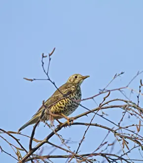 Thrushes Prints: Mistle Thrush - in tree top - Bedfordshire UK 8772