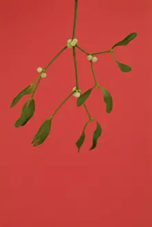 Mistletoe Prints: Mistletoe