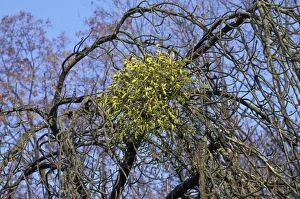 Images Dated 30th April 2007: Mistletoe - on apple tree. Europe
