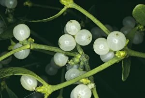 Images Dated 6th March 2006: Mistletoe - with berries