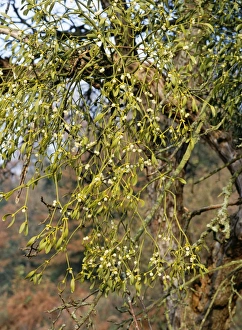 Images Dated 9th March 2006: Mistletoe - with berries in apple tree