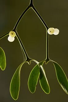 Images Dated 20th November 2008: Mistletoe - with berries, midwinter