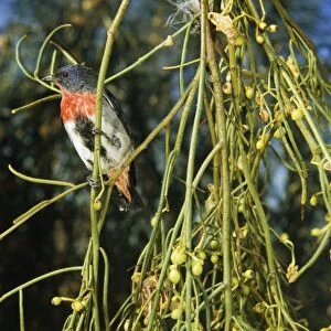 Mistletoe bird
