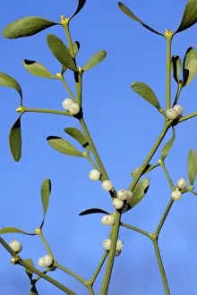 Mistletoe - Detailed study of ripe berries and leaves. Lower Saxony, Germany