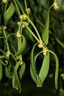 Images Dated 6th March 2006: Mistletoe - in flower