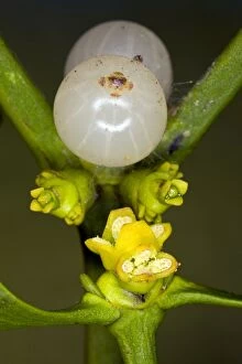 Album Gallery: Mistletoe - in flower in late winter: male flowers