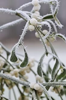 Images Dated 10th December 2008: Mistletoe - with frost