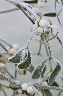 Images Dated 10th December 2008: Mistletoe - with frost