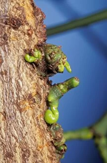 Album Gallery: Mistletoe - Germinating on host tree