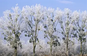 Poplars Prints: MISTLETOE - on line of Poplar trees