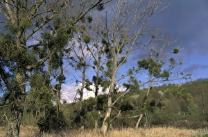 Images Dated 30th April 2007: Mistletoe - on Poplar Tree. Europe