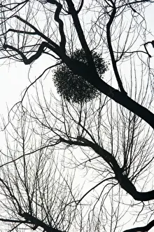 From Below Prints: Mistletoe on tree - silhouette - Severn Valley - Gloucestershire, UK PL001471