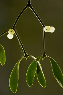 Mistletoe Prints: Mistletoe Viscum album with berries