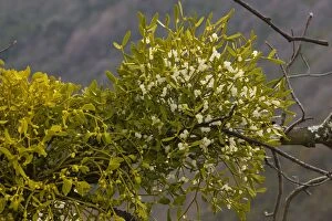 Images Dated 6th January 2008: Mistletoe (Viscum album); parasitic plant on trees. With berries. France