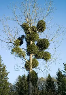 Poplar Prints: Mistletoe - Viscum album on poplar tree