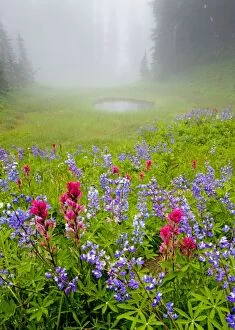 Misty forest pool with Broadleaf lupine Lupinus