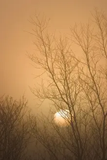 Poplars Prints: Misty Sunrise Through Bare Poplar Branches in Winter Norfolk UK