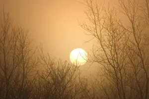 Poplars Prints: Misty Sunrise Through Bare Poplar Branches in Winter Norfolk UK