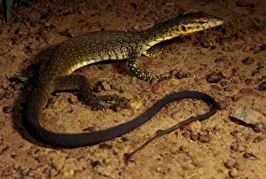 Mitchell's water monitor