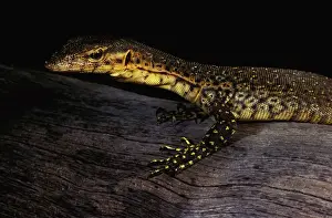 Monitors Prints: Mitchell's water monitor