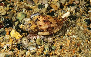 Gastropoda Prints: Mitre-like Volute Edithburgh, Yorke Peninsula, South Australia. TED00152