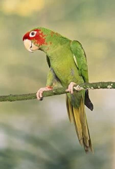 Images Dated 15th July 2005: Mitred Conure