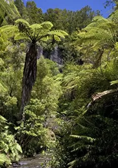 Images Dated 10th January 2005: Mixed ancient forest in the Waitakere (Cascade) range, North Island, New Zealand