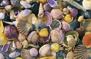 Fish Prints: Mixed Atlantic Sea Shells - with crab (Carcinus sp. )