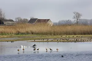 Belgium Prints: Mixed Bird species at Uitkerkse Polder Nature reserve - Uitkerke - Belgium