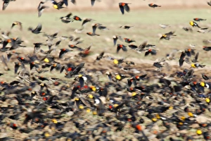 Images Dated 13th January 2007: Mixed blackbird flock, yellow-headed blackbird, red-winged blackbird, cowbird