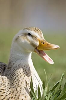 Mixed breed Duck with beak open quacking