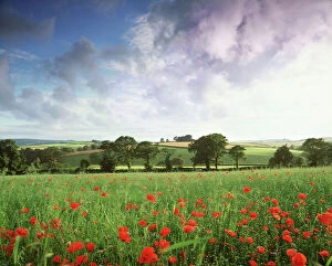 Crops Collection: Mixed crops. Common POPPIES - Wind-blurred in flowering linseed