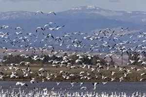Mixed flock in flight - Rosss Geese and Snow Geese (Chen caerulescens)