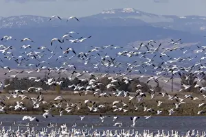 Mixed flock in flight - Ross's Geese and Snow Geese (Chen caerulescens) - at Sacramento National Wildlife Reserve, Black Butte mountains/ Mendocino Forest beyond; California, United States
