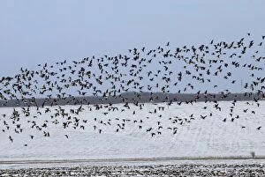 Mixed flock of Red-Breasted and White-fronted geese (Anser albifrons) - In flight