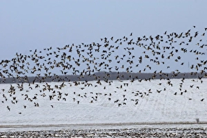 Images Dated 10th January 2008: Mixed flock of Red Breasted and White fronted geese (Anser albifrons)