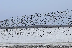 White Fronted Prints: Mixed flock of Red Breasted and White fronted geese (Anser albifrons) - In flight near Varna Bulgaria