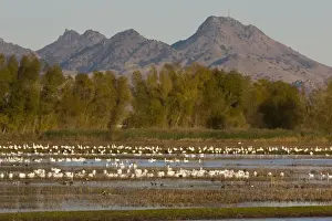 Ross Prints: Mixed flock of Ross's Geese Chen rossii and Snow Geese Chen caerulescens