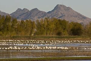 Mixed flock of Rosss Geese and Snow Geese (Chen caerulescens), at Sacramento National Wildlife Reserve