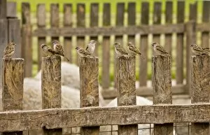 Biome Gallery: Mixed flock of Tree Sparrows and House Sparrows on fence