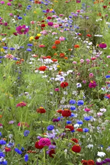 Mixed flowers in meadow
