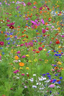 Flowers Collection: Mixed flowers in meadow