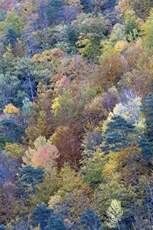 Mixed forest - in Autumn with Pine Poplar & Beech. Ordesa Valley - Spain