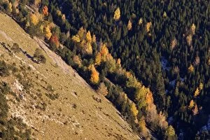 Images Dated 1st November 2007: Mixed forest - in Autumn with Pine Poplar & Beech. Ordesa Valley - Spain